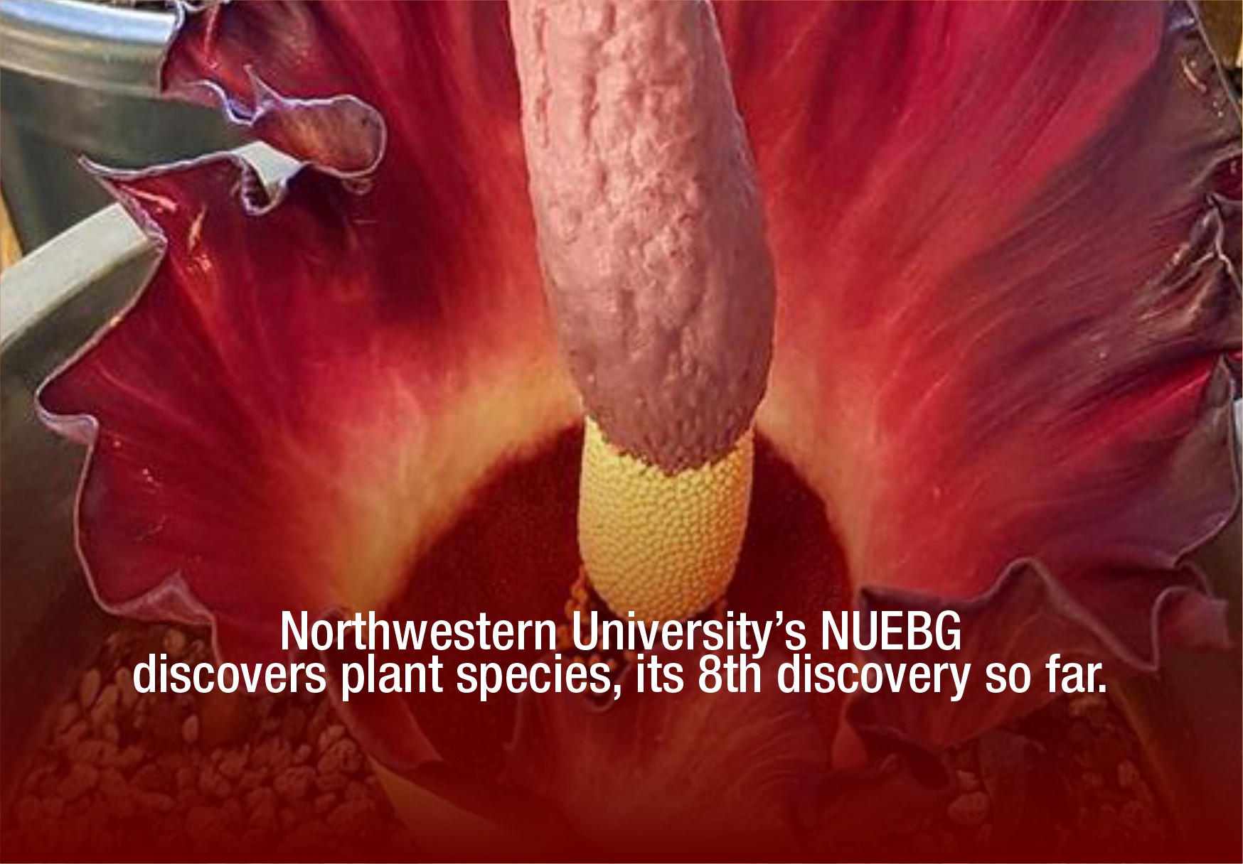 Northwestern University’s NUEBG discovers plant species, its 8th